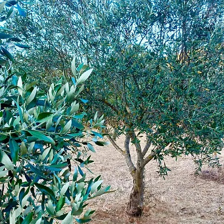 Second Tarra * Ayios Ioannis (Messenia)